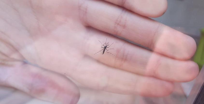 El Programa de seguiment i vigilància del Mosquit Tigre de Dipsalut confirma l’establiment del vector al municipi de Ripoll