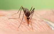 Detectat un nou mosquit invasor d\'origen asiàtic 