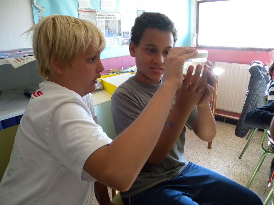 Una sessió del Projecte Educatiu del Mosquit Tigre a l'Escola Josep Madrenys de Vilobí d'Onyar