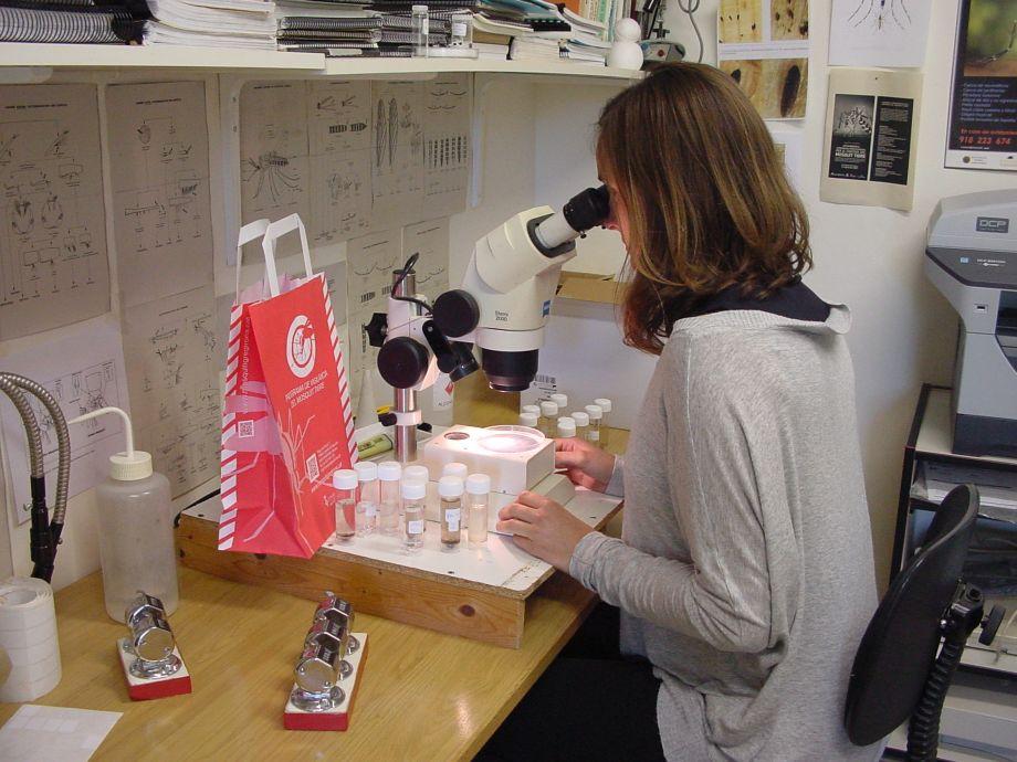 Comencen les actuacions per combatre el mosquit tigre